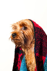 Cute yorkshire terrier portrait