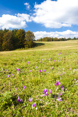 Obraz na płótnie Canvas meadow in blossom, Nizke Tatry (Low Tatras), Slovakia