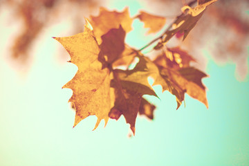 Golden autumn leafs in a tree