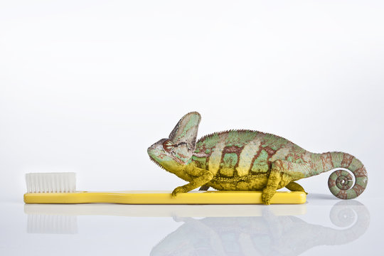 Chameleon on the yellow plastic toothbrush with white background