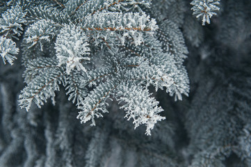 Christmas background of snow-covered trees
