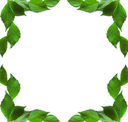 frame of green leaves on a white background