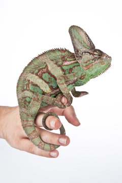 Chameleon on the hand with white background