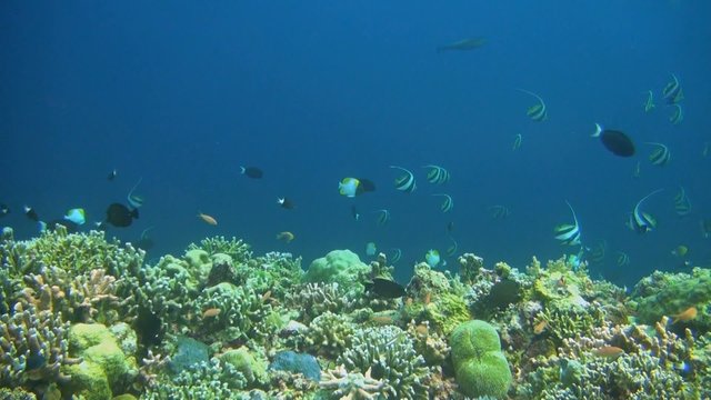 Coral reef with Snapper, Butterflyfish and Bannerfish