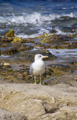 sea gull