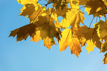 Maple yellow leaves on a background of the sky
