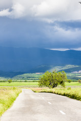 road with a tree, Plateau de Valensole, Provence, France