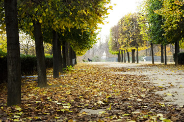 jardin des tuileries automne