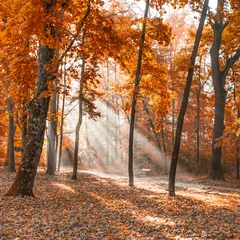 Vlies Fototapete Herbst autumn city park with sunbeams