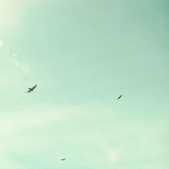 Birds flying over the coast - 72012774