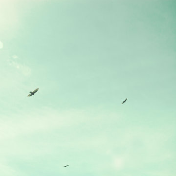 Birds flying over the coast