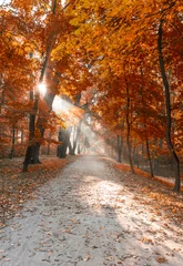Photo sur Plexiglas Automne parc de la ville d& 39 automne avec des rayons de soleil
