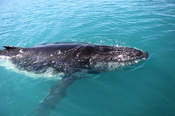 Obraz premium Humpback whale