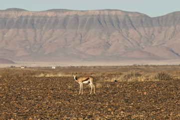 Springbock, Namib-Naukluft-Park, Namibia, Afrika