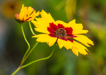 Coreopsis Family