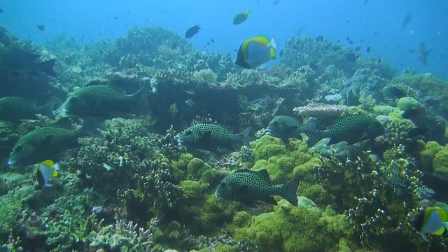 Coral reef with Sweetlips, Damselfish and triggerfish