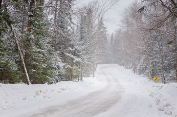 Forest Road in Winter