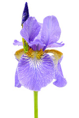 Iris Flower with Dew Drops Isolated on White Background