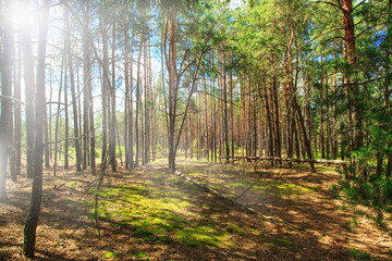 pine forest