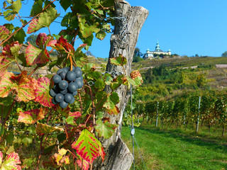 Am Weinberg