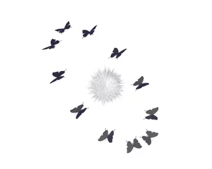 Tapeten Cirkelende vlinders rond novaster © emieldelange