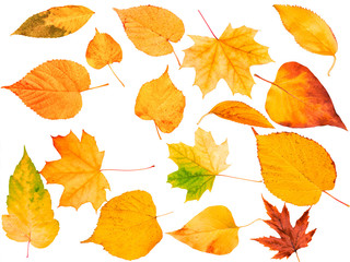 Autumn leaves isolated on white