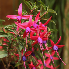 fuchsia