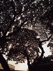 Big tree under the sunset in the evening