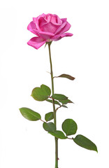 Obraz premium rose