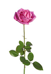 Obraz premium rose