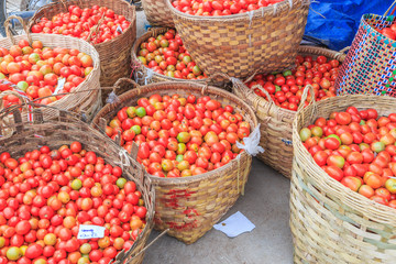 Tomatoes in the basket