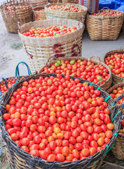 Tomatoes in the basket