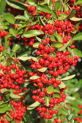 Obraz premium pyracantha
