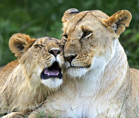 Lion