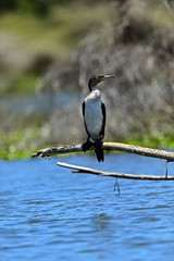 Darter