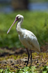Common Spoonbill looking for food - Platalea leucorodia