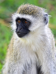 Naklejka premium Vervet monkey
