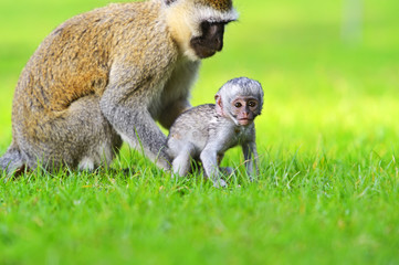 Vervet monkey