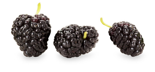 black mulberry on the white background