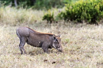 African warthog