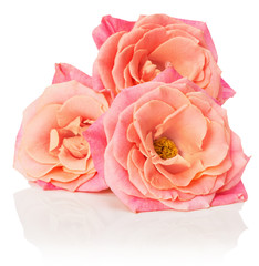 pink roses  isolated on the white background