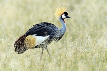 Crowned Crane