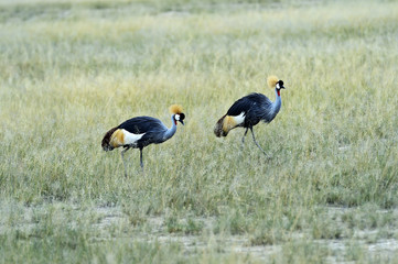 Crowned Crane