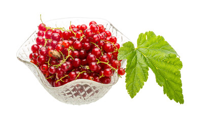 Red currant