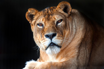 Fototapeta na wymiar Lion in the African savannah