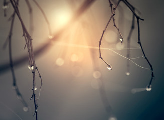 Rain drops on branch