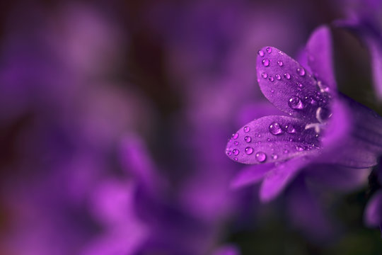 Fototapeta Wet purple flower