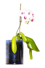 Orchidea w szklanym pojemniku - obrazy, fototapety, plakaty