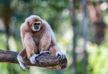 White Cheeked Gibbon or Lar Gibbon