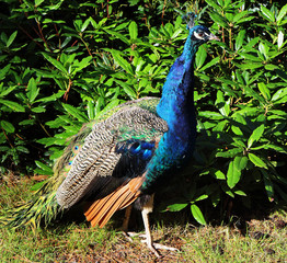 Obraz premium Colourful Peacock by a Rhododendron bush